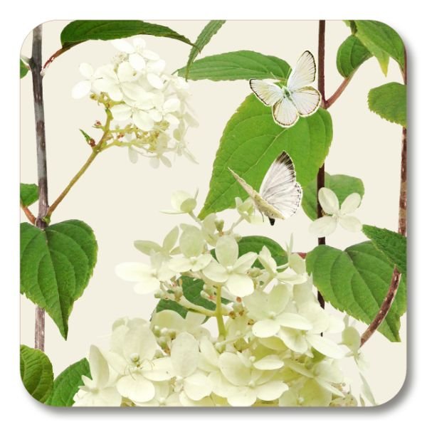 Hydrangea Coaster - Michael Angove